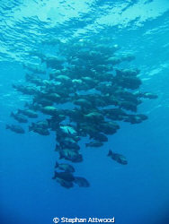 Shoal just off Elphinstone Reef by Stephan Attwood 